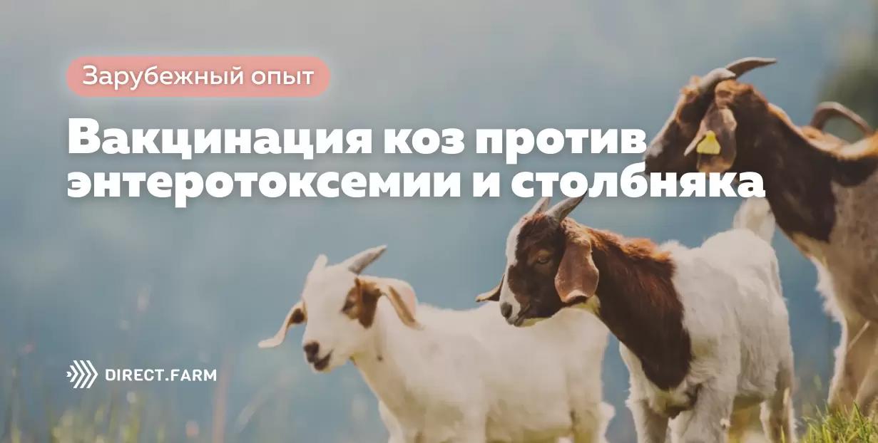 Вакцинация коз против энтеротексемии и столбняка