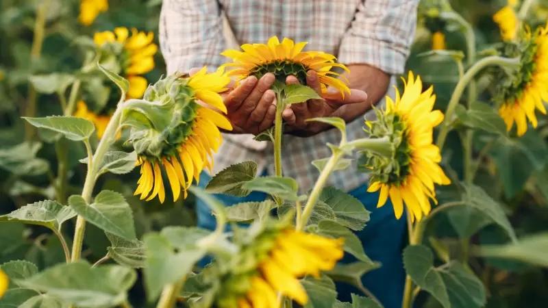 Урожай масличных культур в РФ "находится под ударом" - Масложировой союз