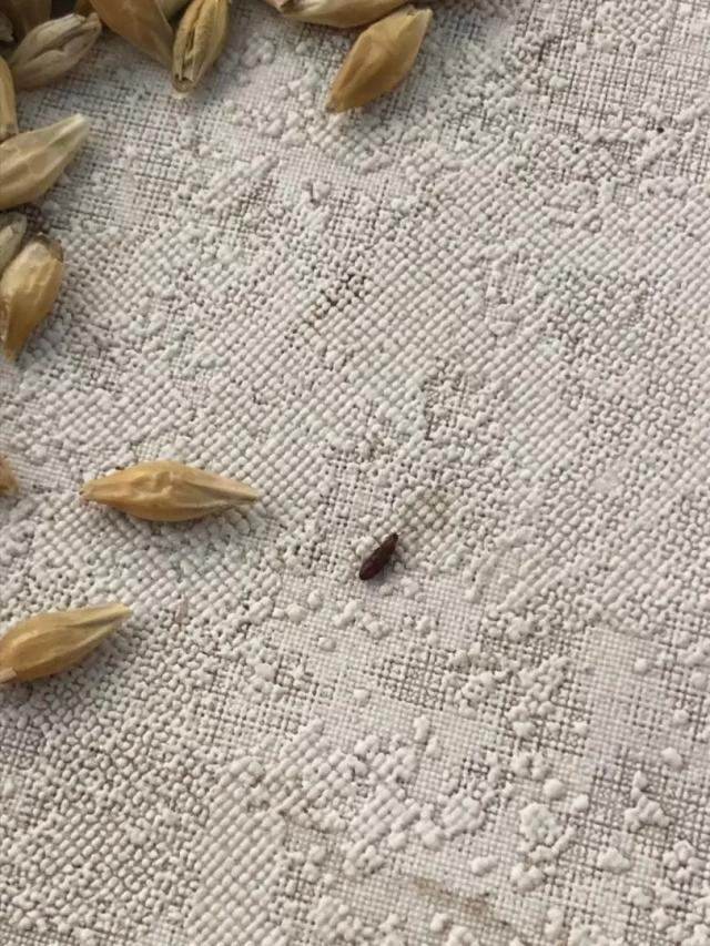 Вопросы из чатов: что за вредитель?