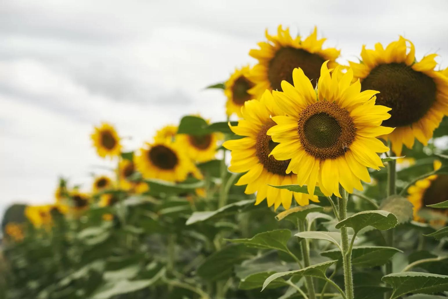 Прогноз по урожаю масличных улучшен