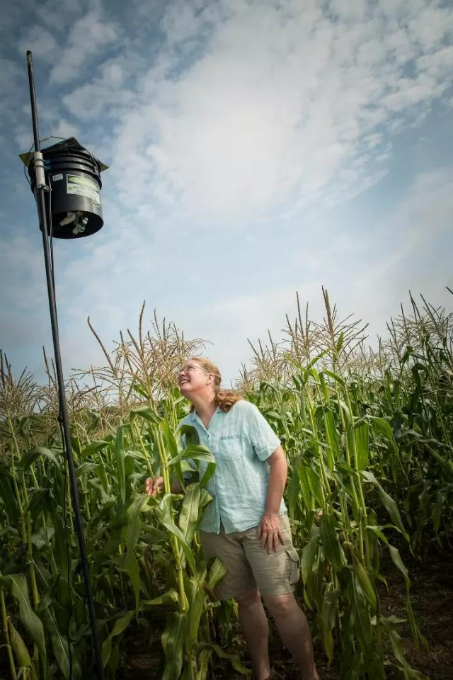 Лазерные пугала успешно удерживают птиц от поедания кукурузы