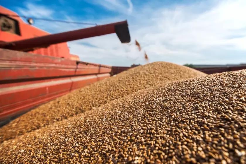 Экспортная пошлина на пшеницу с 7 сентября снизится до 3 368,9 руб/т