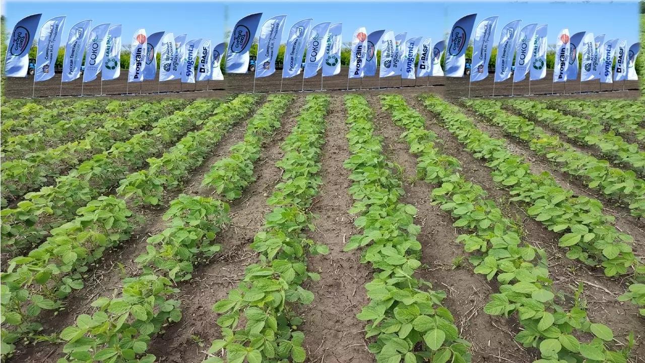 Тридцать сортов сои на одном поле