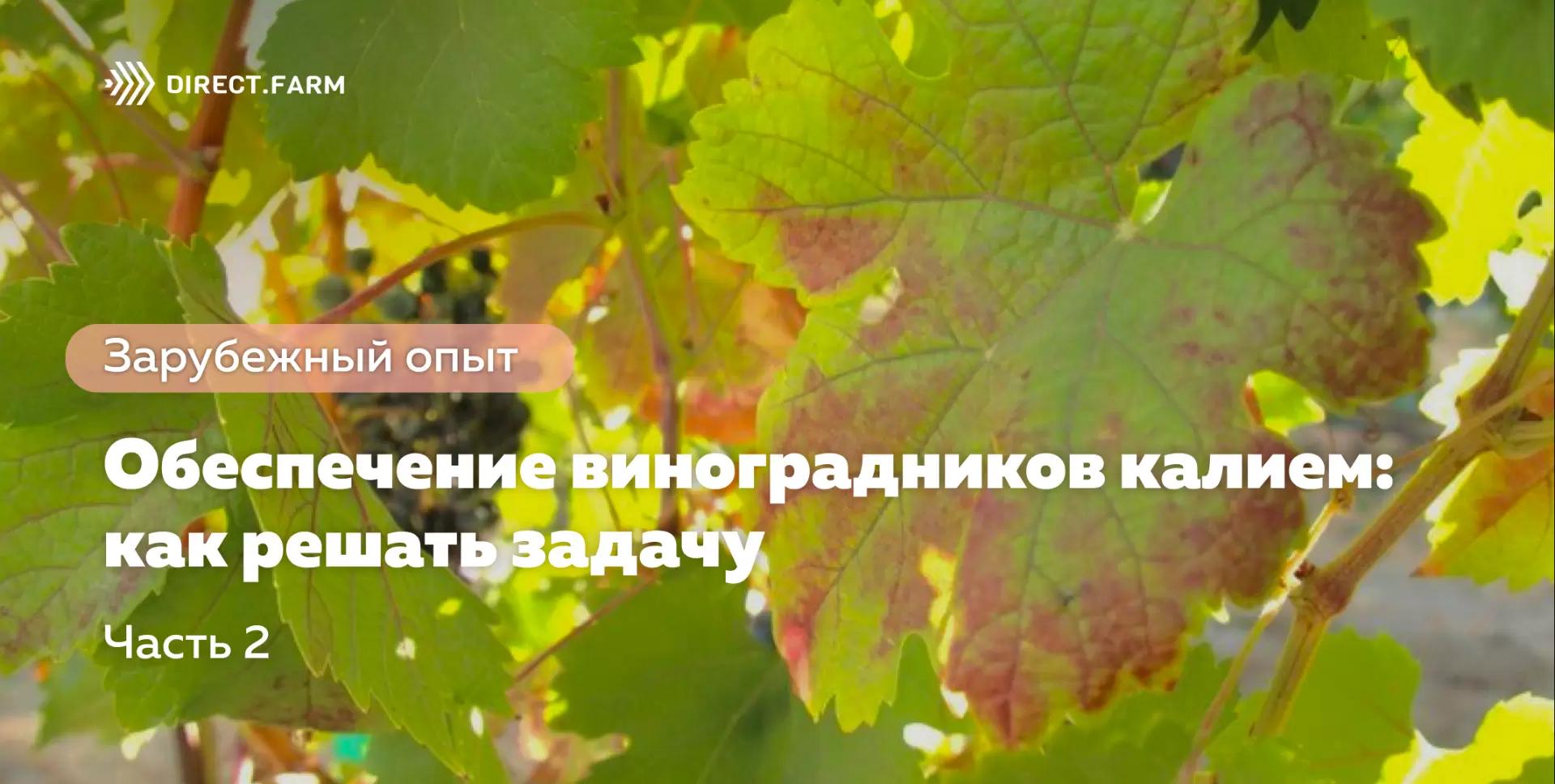 Обеспечение виноградников калием: как решать задачу. Часть 2