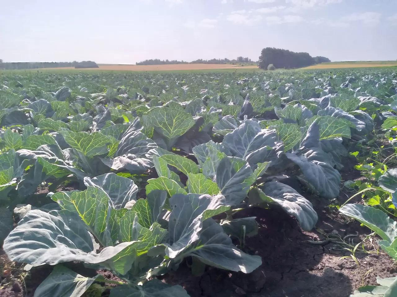 Капуста в Тульской области