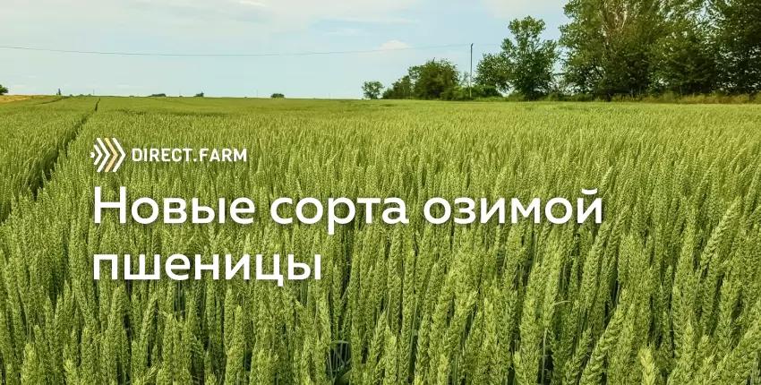 Новые сорта озимой пшеницы Северо-Кавказского ФНАЦ