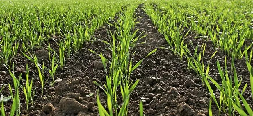 "Русагротранс": площадь сева озимой пшеницы может упасть до минимума пяти лет