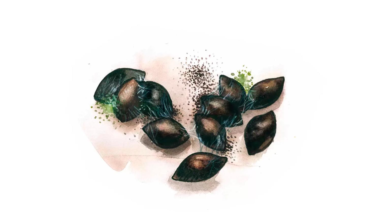 Плесневение семян льна