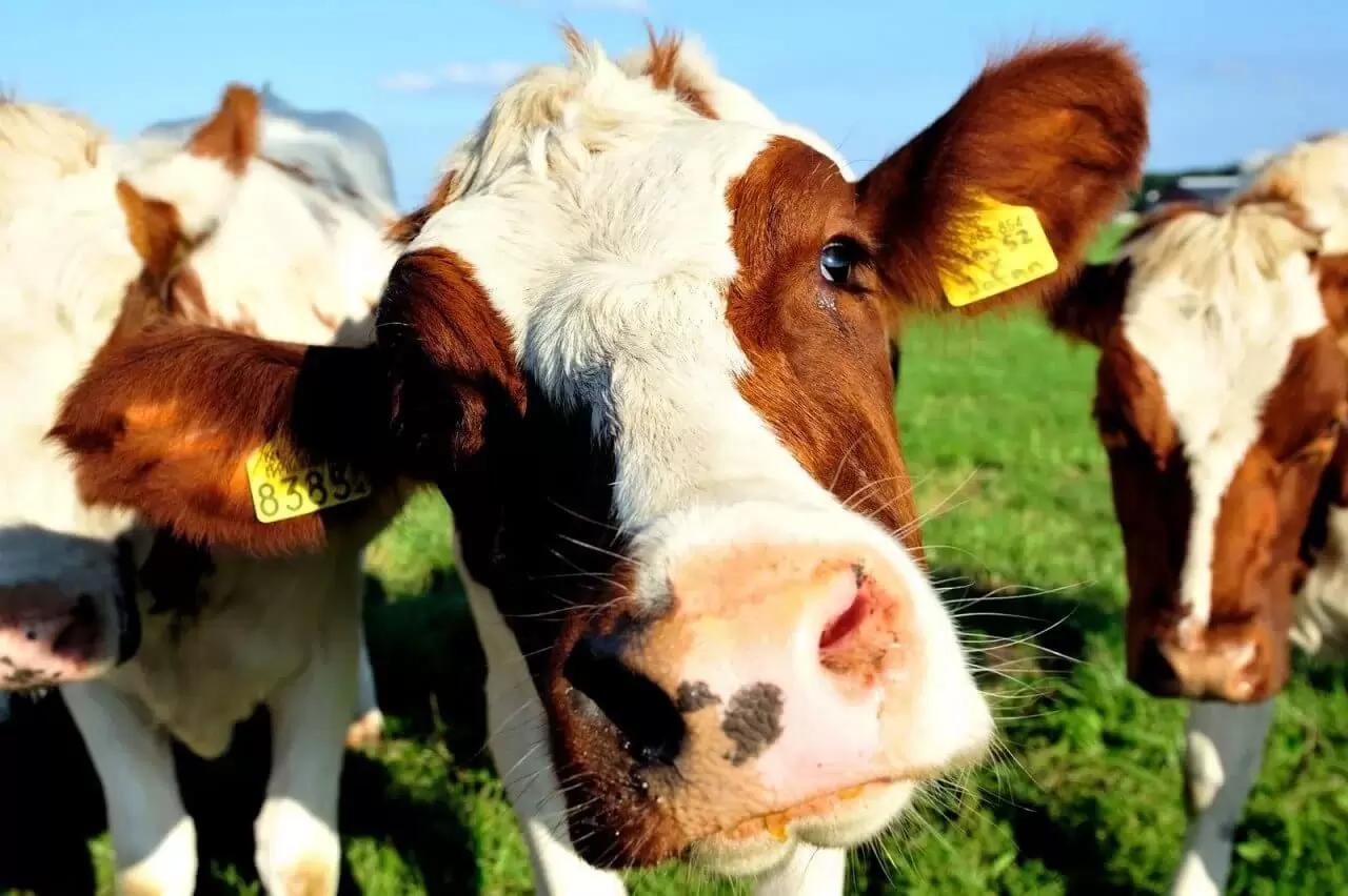 В России создадут генетический центр сельхозживотных