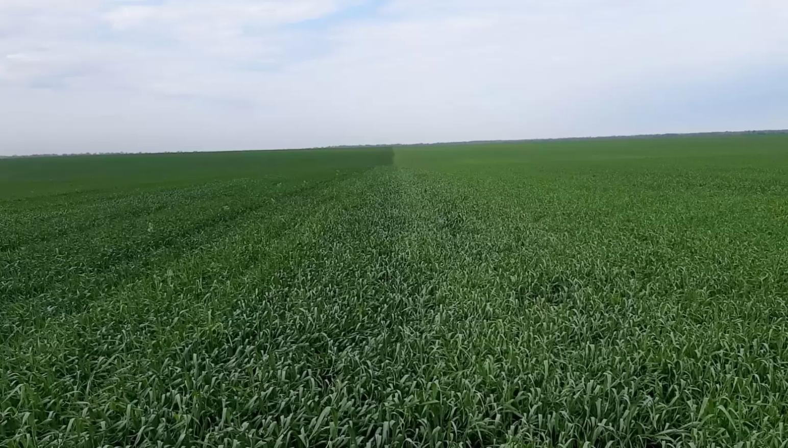 Мониторинг полей после применения программ компании Bionovatic.