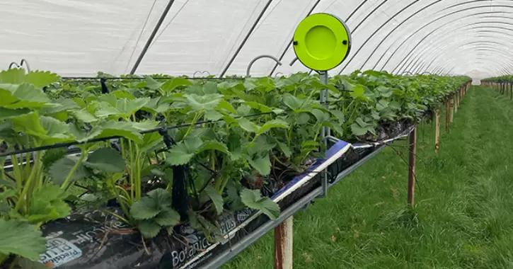 Компания Agrisound создала систему отслеживания опыления