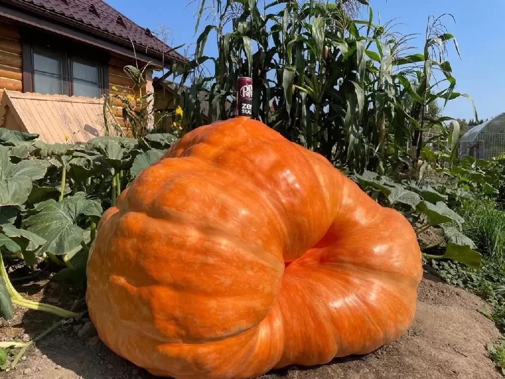 Попробую вырастить тыкву больше 500 кг
