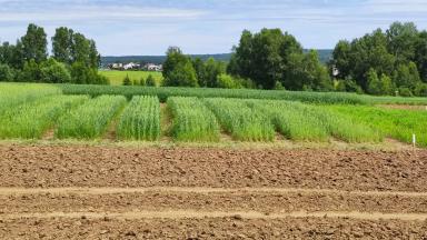 Влияние ряда стимуляторов на пшеницу кукурузу и рапс. Продолжение.
