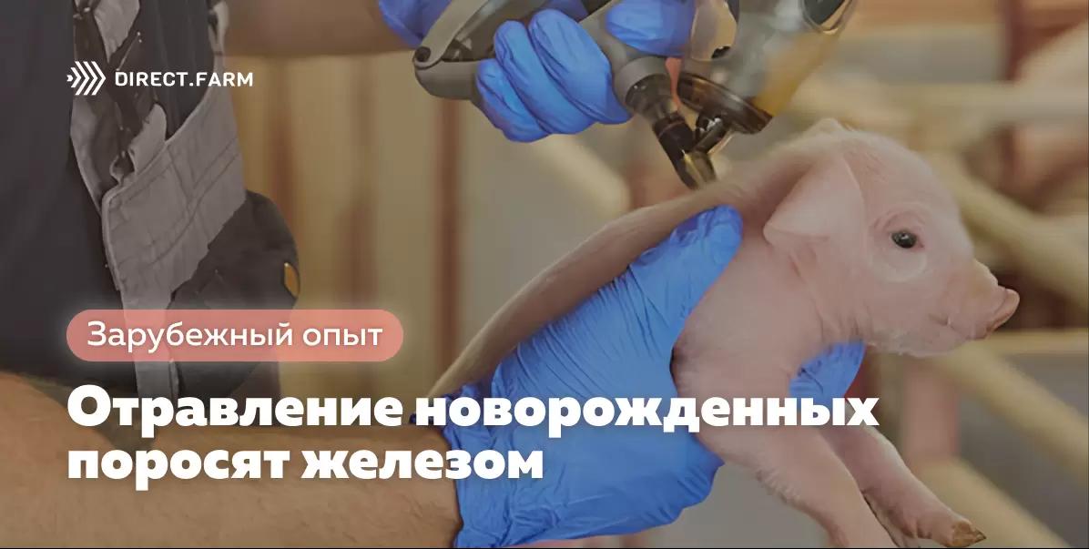 Отравление новорожденных поросят железом