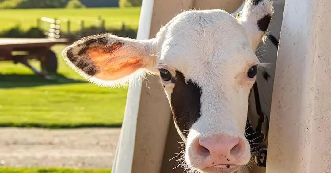 Вариабельность сердечного ритма поможет в оценке стресса