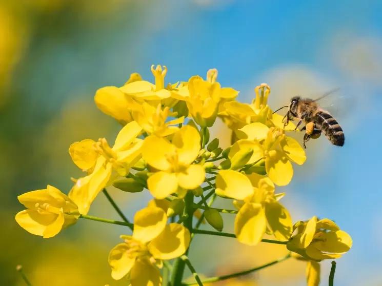 Оповещение об обработке посевов пестицидами пчеловодов