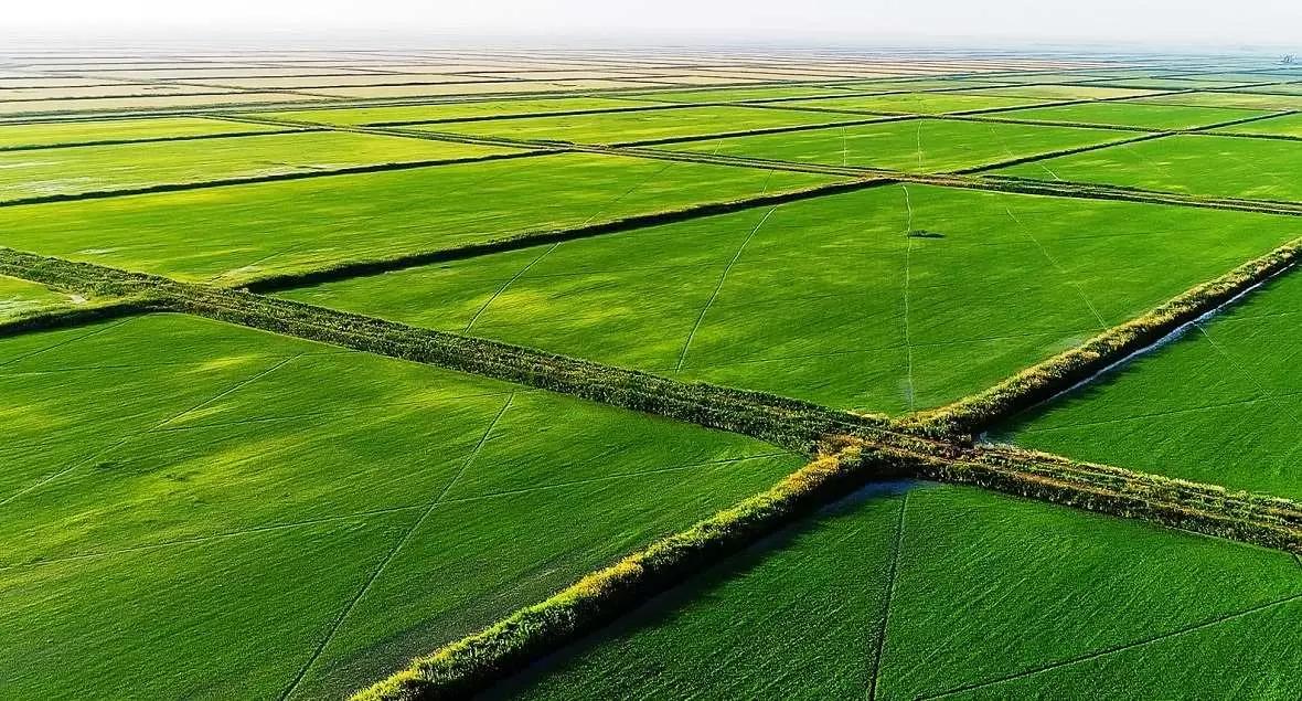 В Крыму планируют увеличить площади под выращивание риса более чем в семь раз