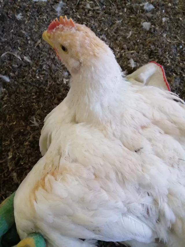 Птицеводство. Покраснение перьев