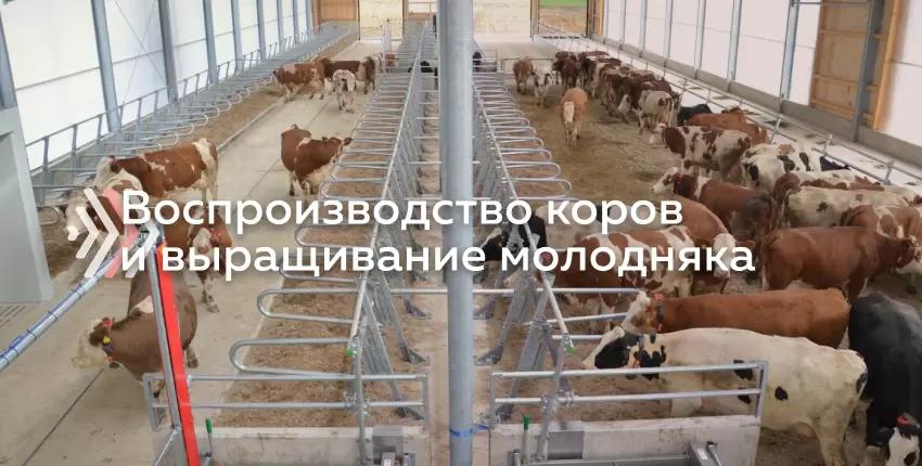 Реперные точки молочной фермы: воспроизводство коров и выращивание телок