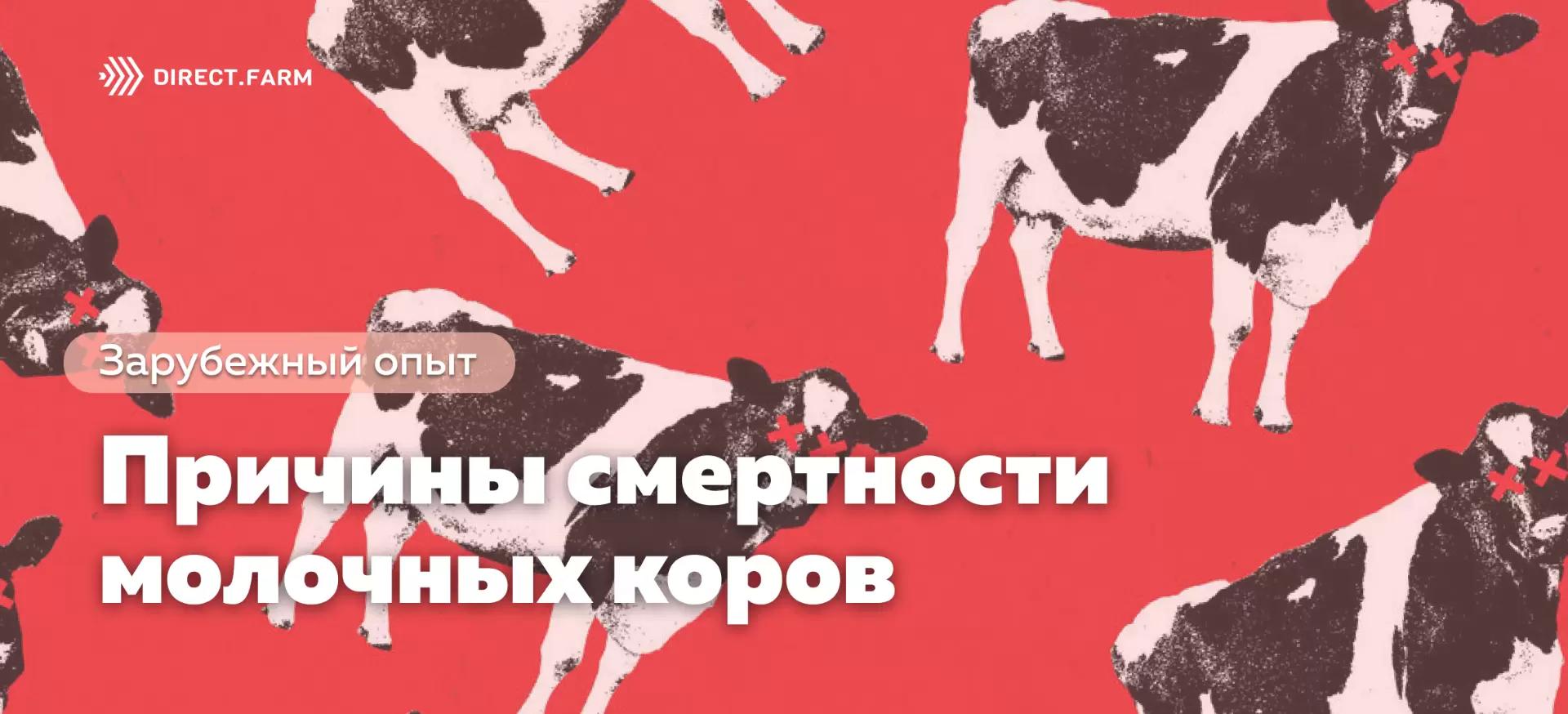 Смертность взрослых молочных коров