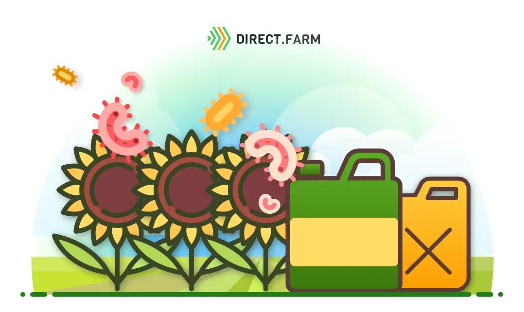 Защита подсолнечника от болезней