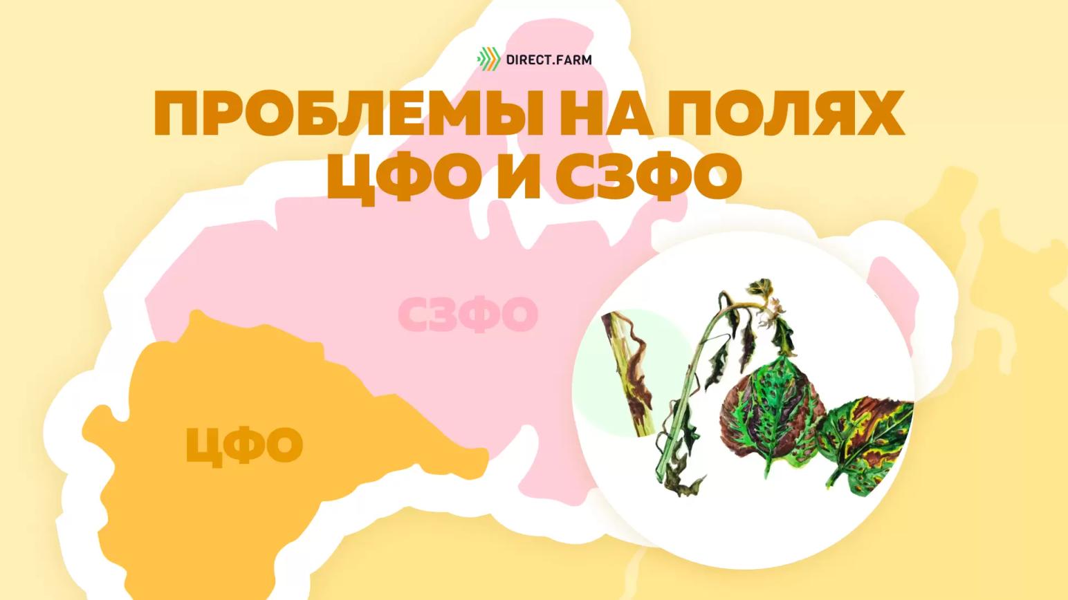 Угроза: Фомоз подсолнечника