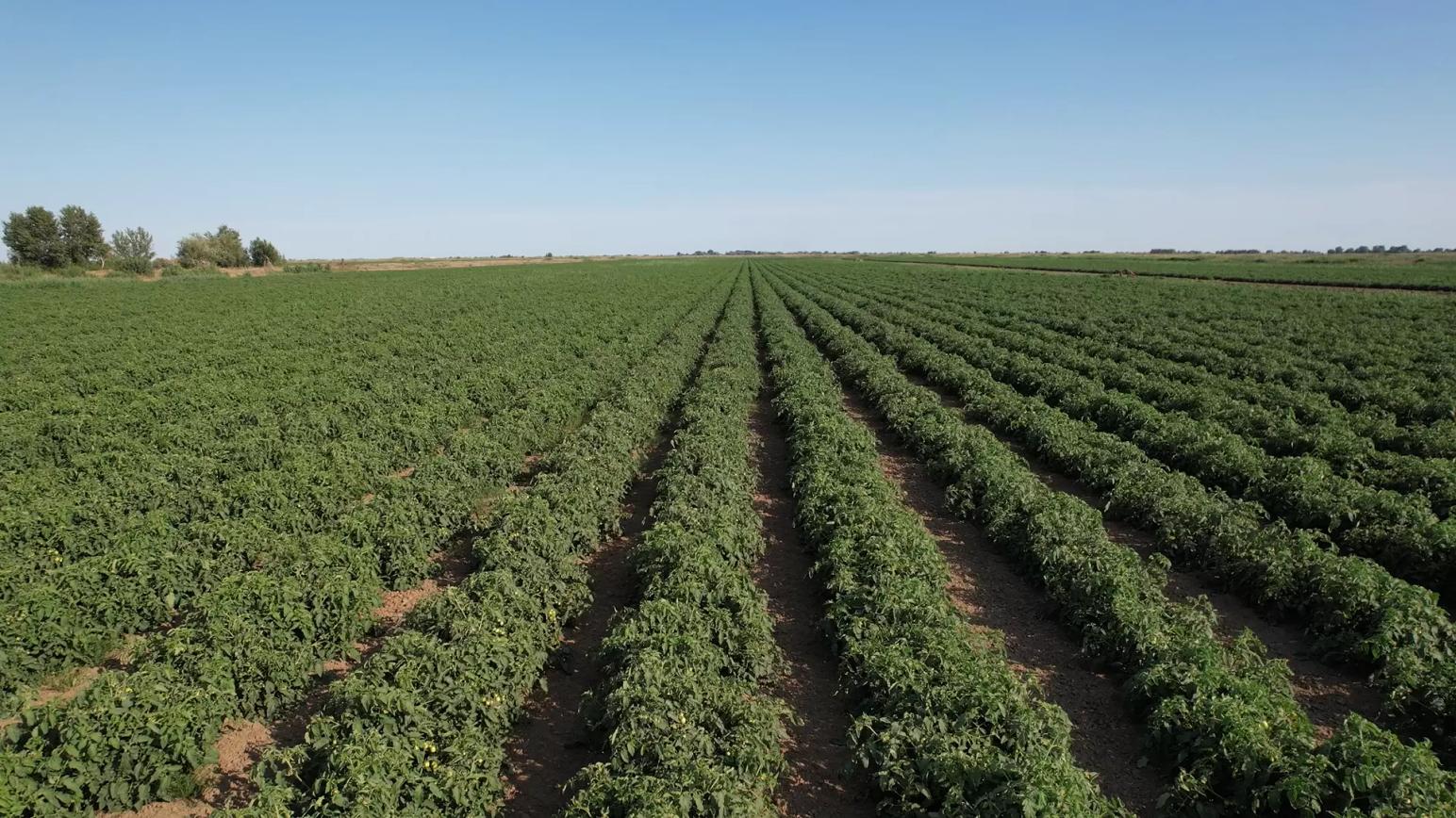 Отзывы наших клиентов: ООО «АПК Астраханский», Астраханская обл.