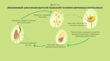 Пыльная головня зерновых (важность чистых или обработанных фунгицидами семян)