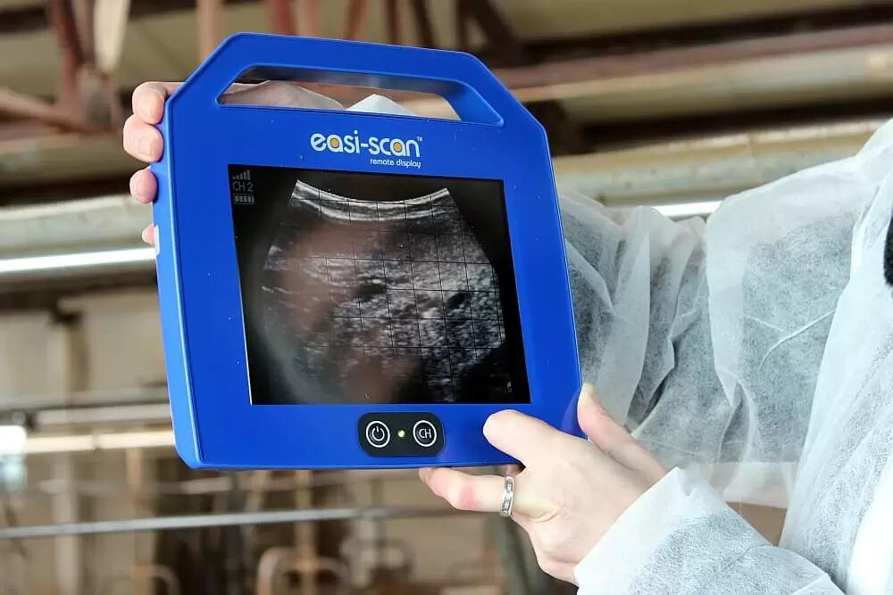 Технология искусственного осеменения КРС. Применение УЗИ