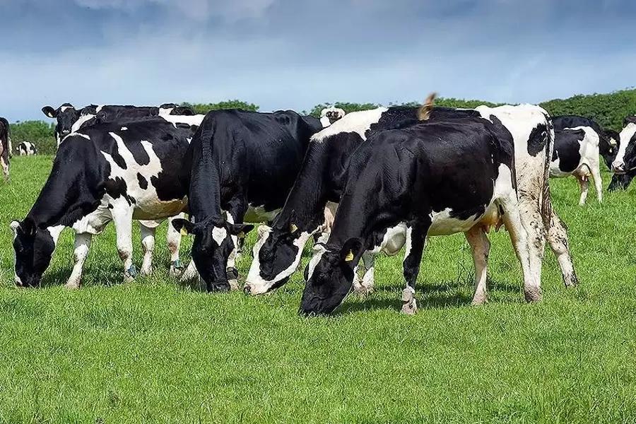 Ученые озабочены генетическим однообразием голштинской породы