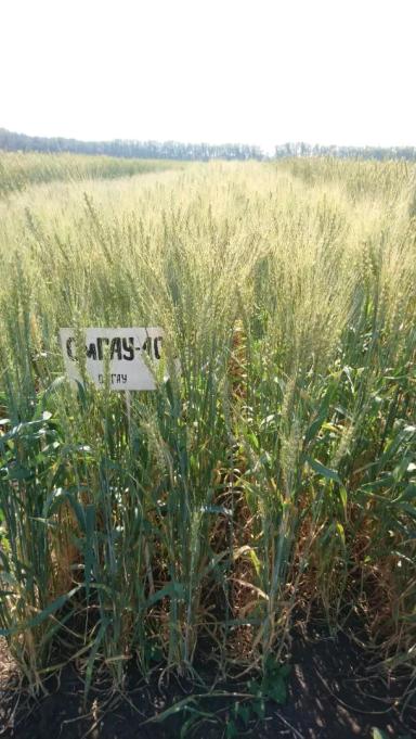Ом ГАУ 100 сорт мягкой яровой пшеницы