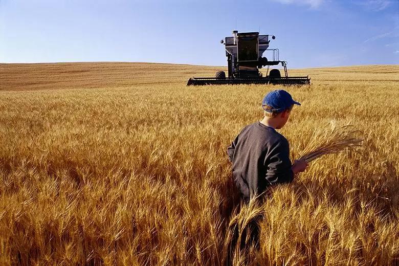 Сбор зерна в России приблизился к 150 млн тонн