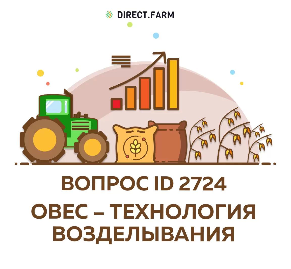 Как выращивать овес?