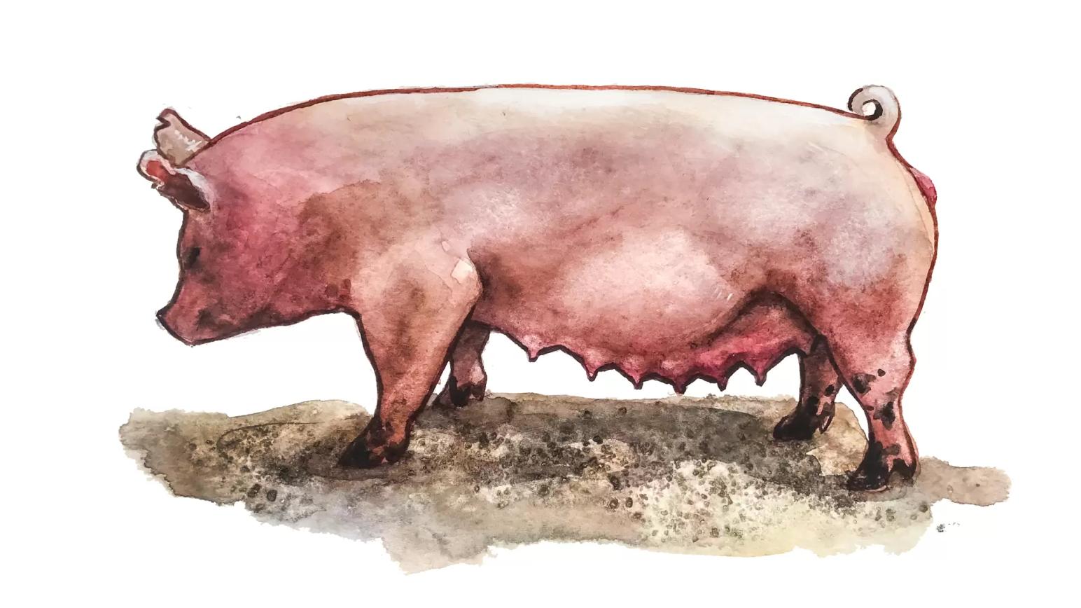 Йоркшир – порода свиней