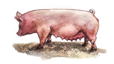 Йоркшир – порода свиней
