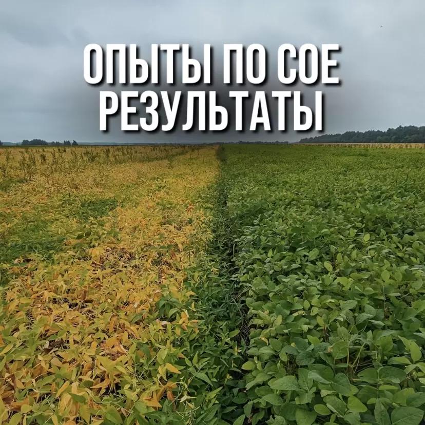 ОПЫТЫ ПО СОЕ. РЕЗУЛЬТАТЫ