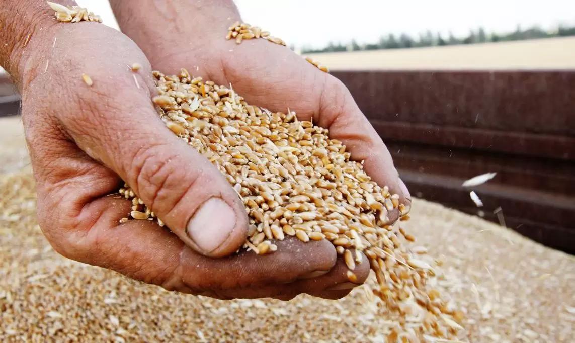 В России опасаются переизбытка зерна