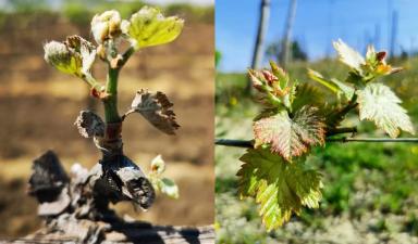 Фортуна экстра и Копфорс экстра против черной пятнистости винограда