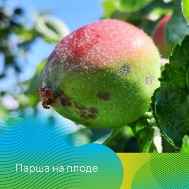Рекомендации по защите садов на Северном Кавказе