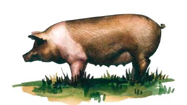 Краснопоясая порода свиней