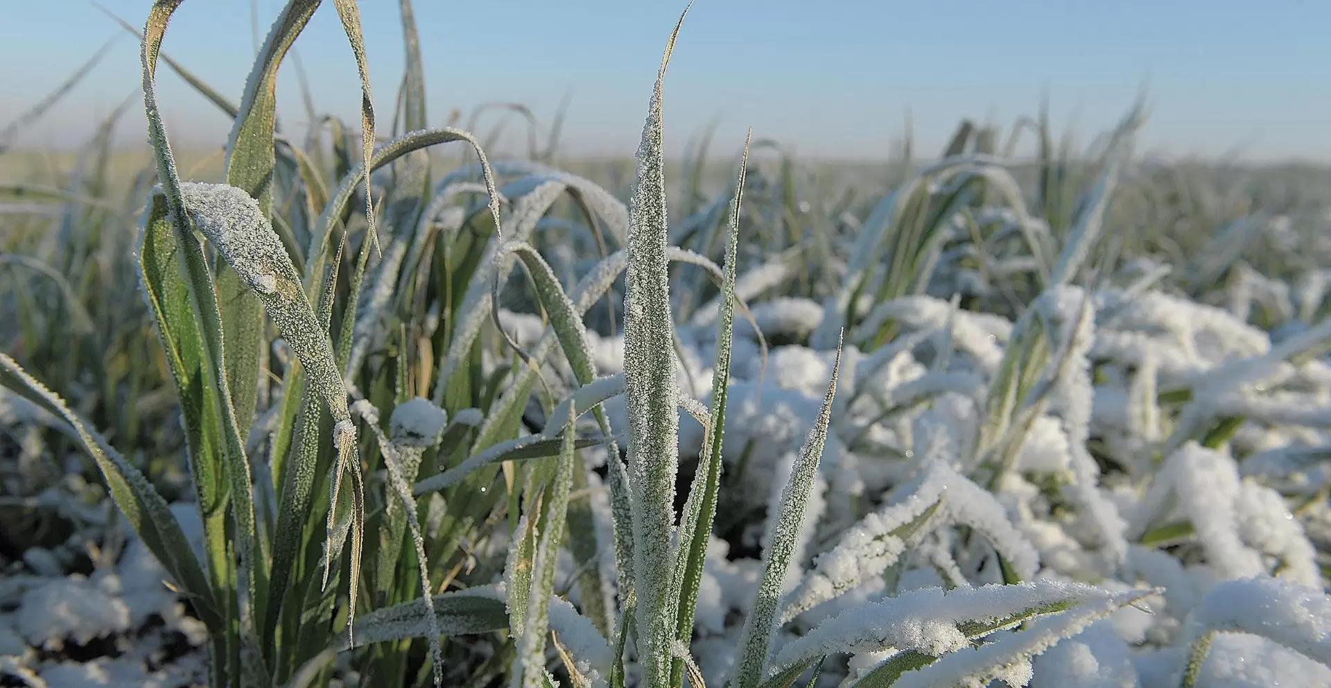 Синоптики обещают необычайно суровую зиму. Что это значит для аграриев?