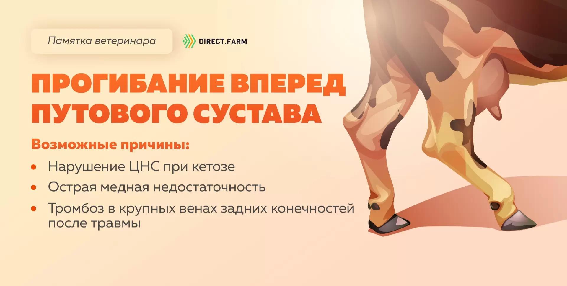 Памятка ветеринара: прогибание вперед путового сустава задних конечностей