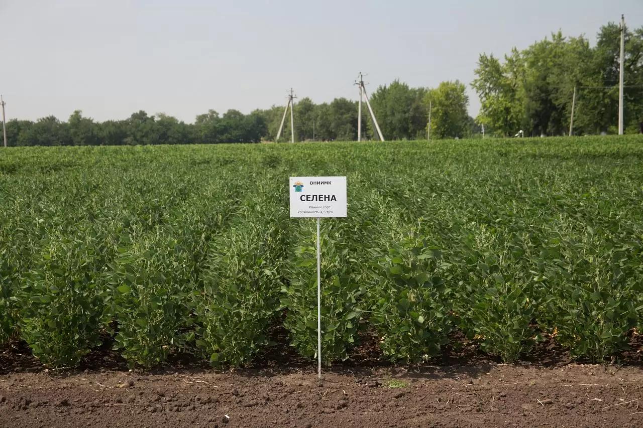 Сорта сои ФНЦ ВНИИМК им.В.С.Пустовойта
