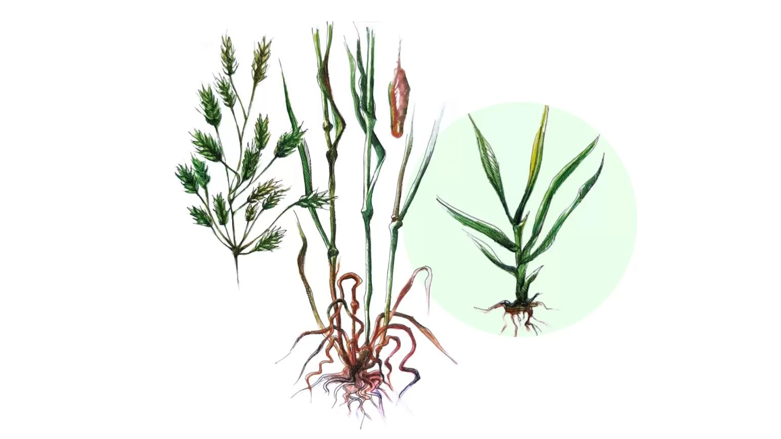 Костер ржаной