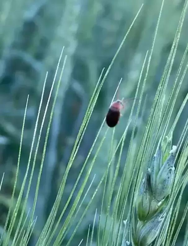 Вопросы из чатов: Что за насекомое?