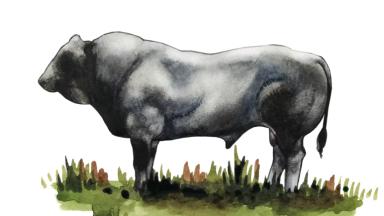 Продуктивность галловейских коров