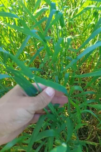 Контроль пиренофороза и септориоза на пшенице