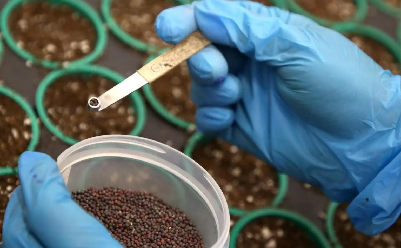 Квоты на импорт семян введут для девяти сельхозкультур