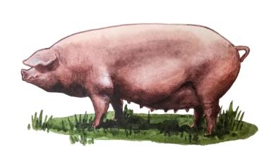 Уэльская (валлийская) порода свиней