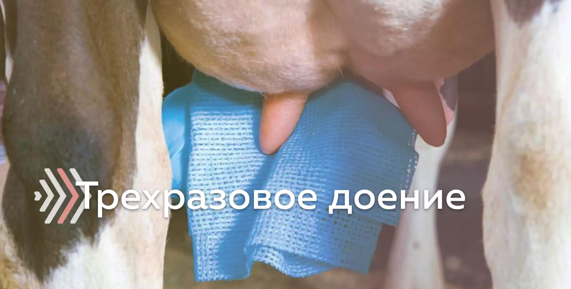 Трехразовое доение коров. Стоит ли?